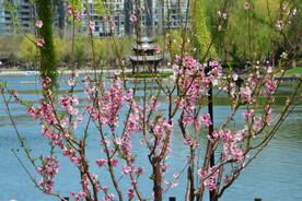 公园风景 