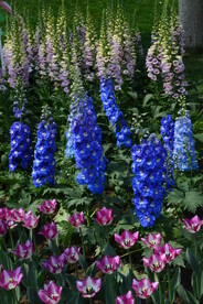 高翠雀花 
