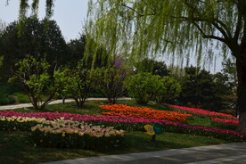 公园风景  