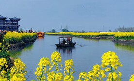 兴化千垛油菜花基地