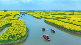 兴化千垛油菜花基地