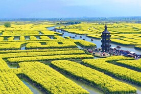 兴化千垛油菜花基地