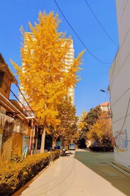 深秋银杏树