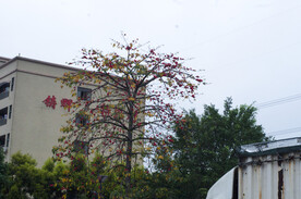 木棉树