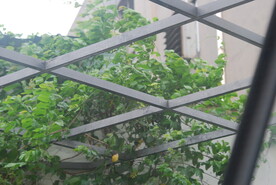 藤蔓植物
