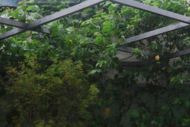 藤蔓植物