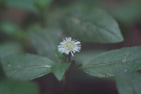 野菊