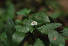 野菊花