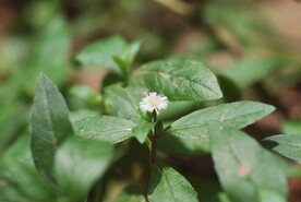 野菊花