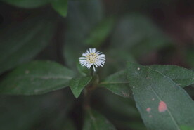 野菊花