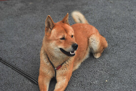 黄狗