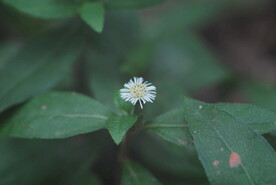 野菊