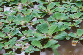 水仙花