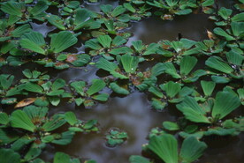 水仙花