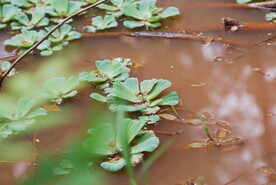 水仙花