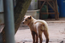 小黄犬