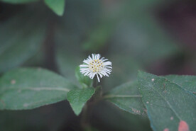 野菊花