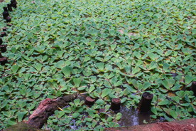 凤眼莲水草