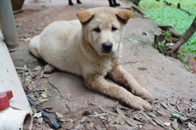 小黄犬