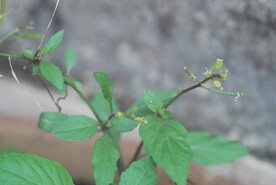 野菜