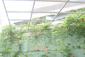 藤蔓植物