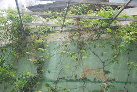 藤蔓植物