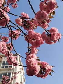 樱花