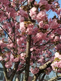 樱花