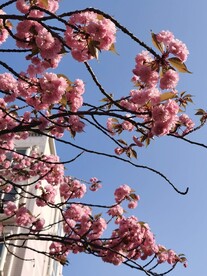 樱花