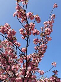 樱花