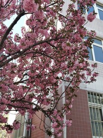 樱花