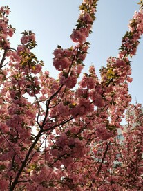 樱花树