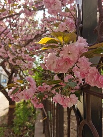樱花树