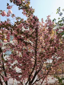 樱花树