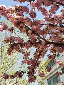 樱花 
