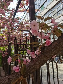 樱花树