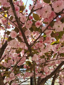 樱花树
