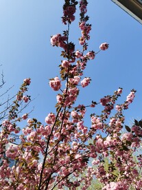 樱花花园 