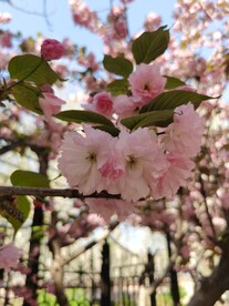 樱花