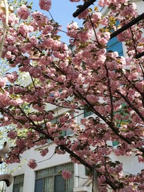樱花