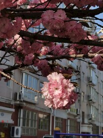 樱花树