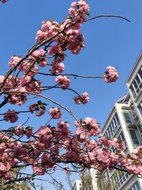 樱花