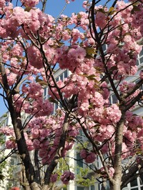 樱花