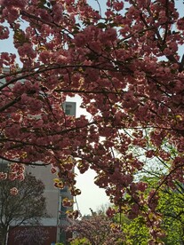 樱花