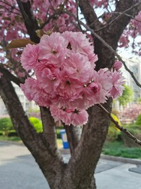 樱花