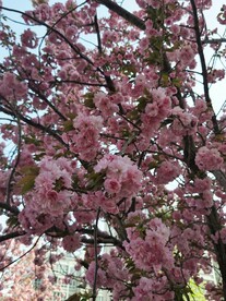 樱花树