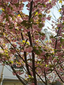 樱花