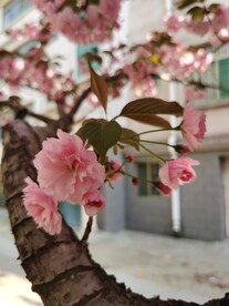 樱花