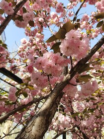 樱花 