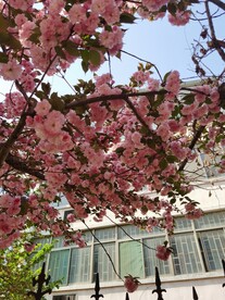 樱花
